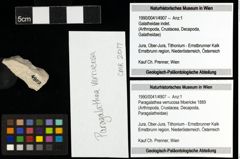 Foto (Objekt + Etiketten) von Paragalathea verrucosa (Moericke 1889) 